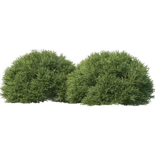 Shrubs